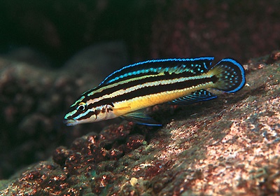 Julidochromis marksmithi 'Kerenge Island'